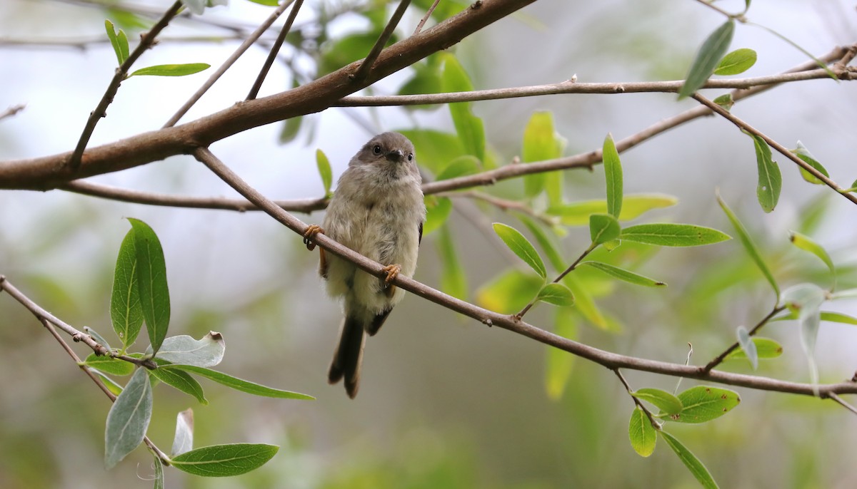 Pygmy Tit - Edmond Sham