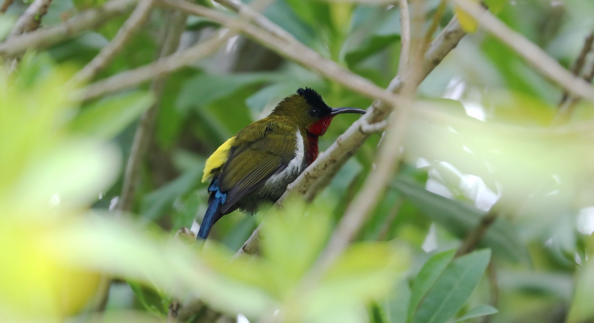 White-flanked Sunbird - ML178675011