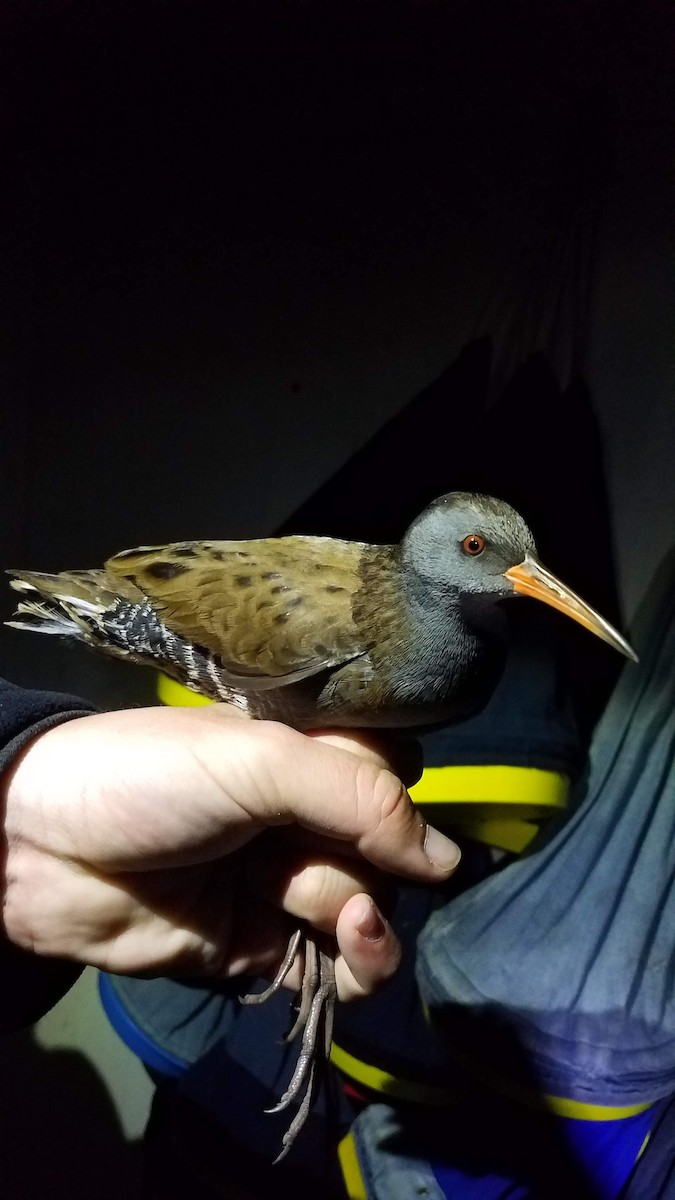 Усны түнжүүр - ML178676251