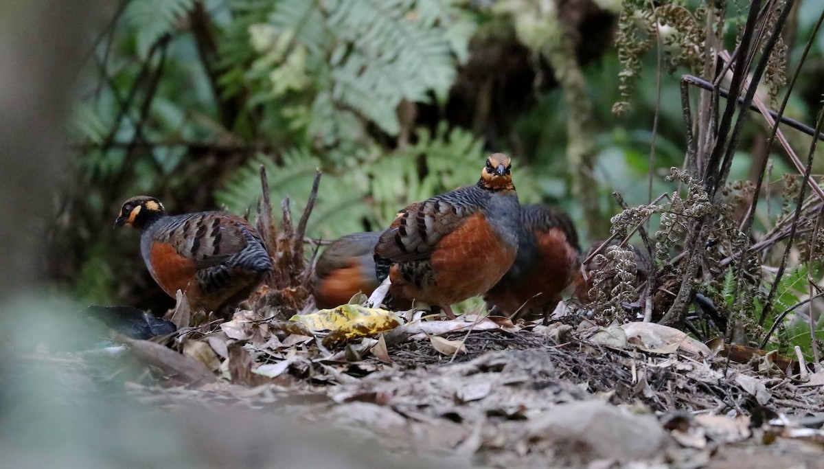 Chestnut-bellied Partridge - ML178676281