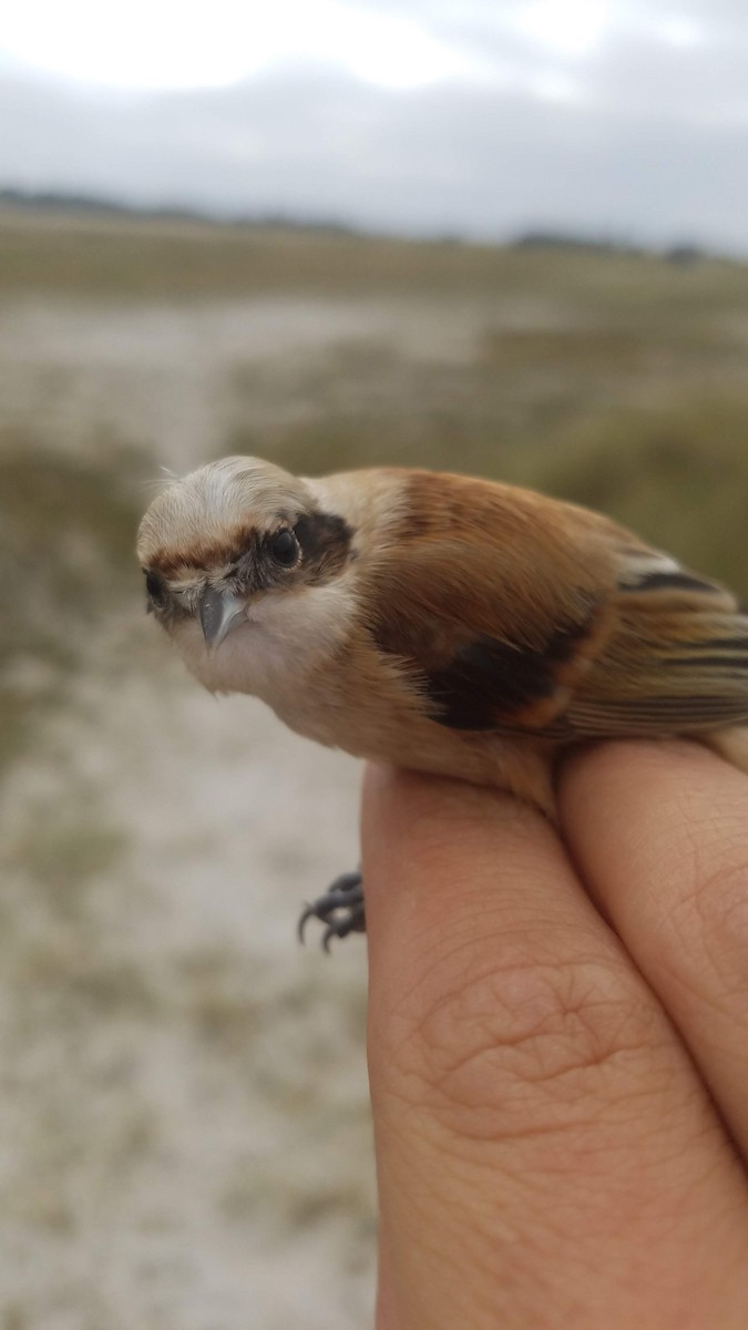 Eurasian Penduline-Tit - ML178676581