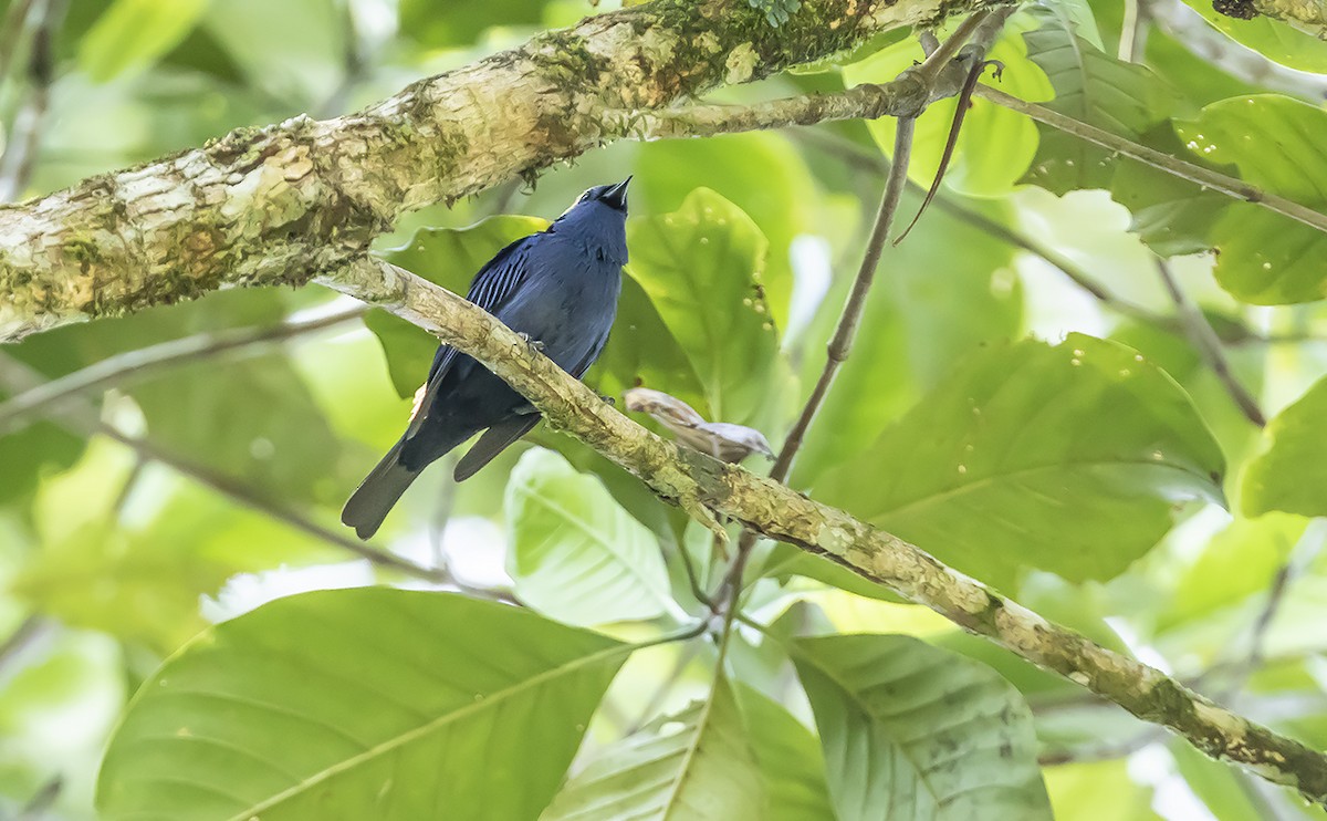 Opal-crowned Tanager - Andrés Posada