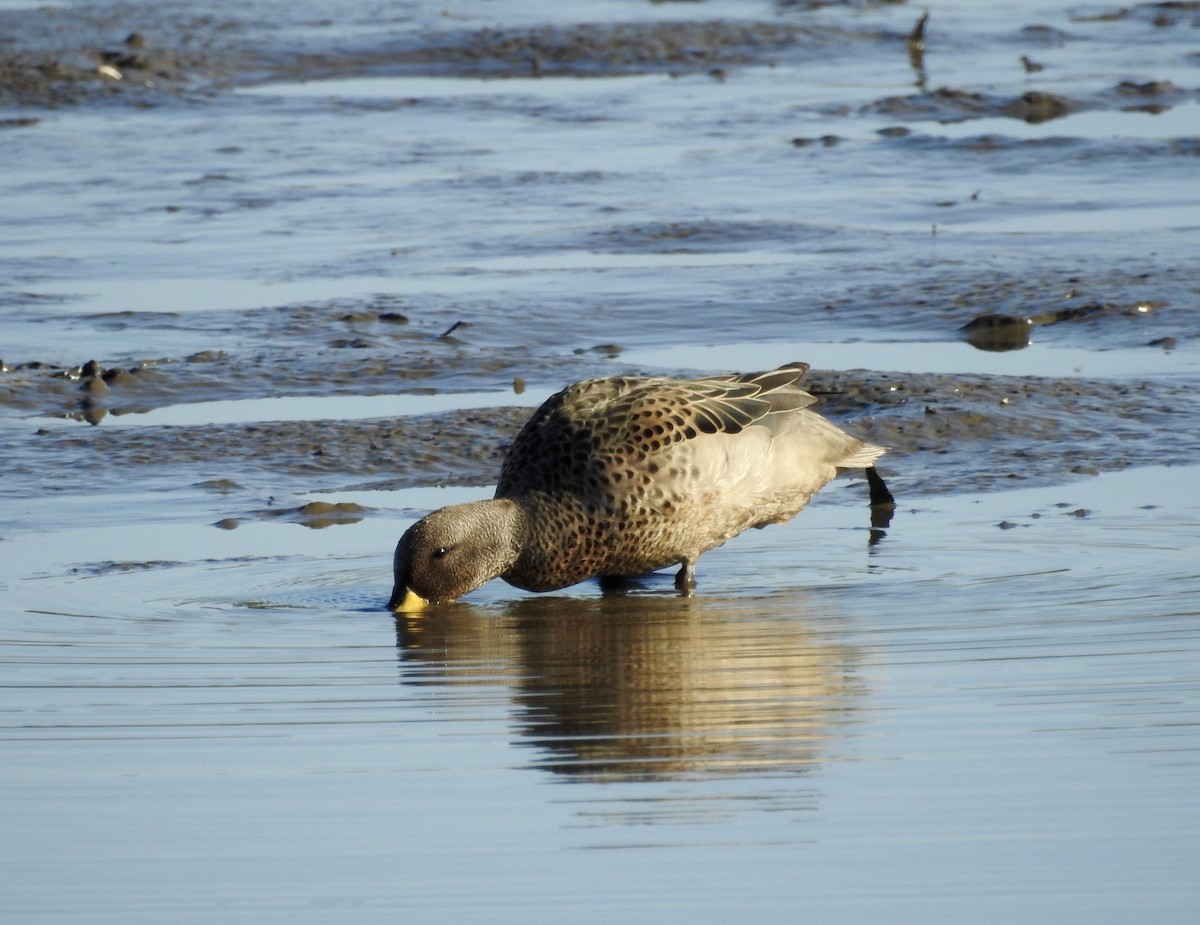 Yellow-billed Teal - ML178678681