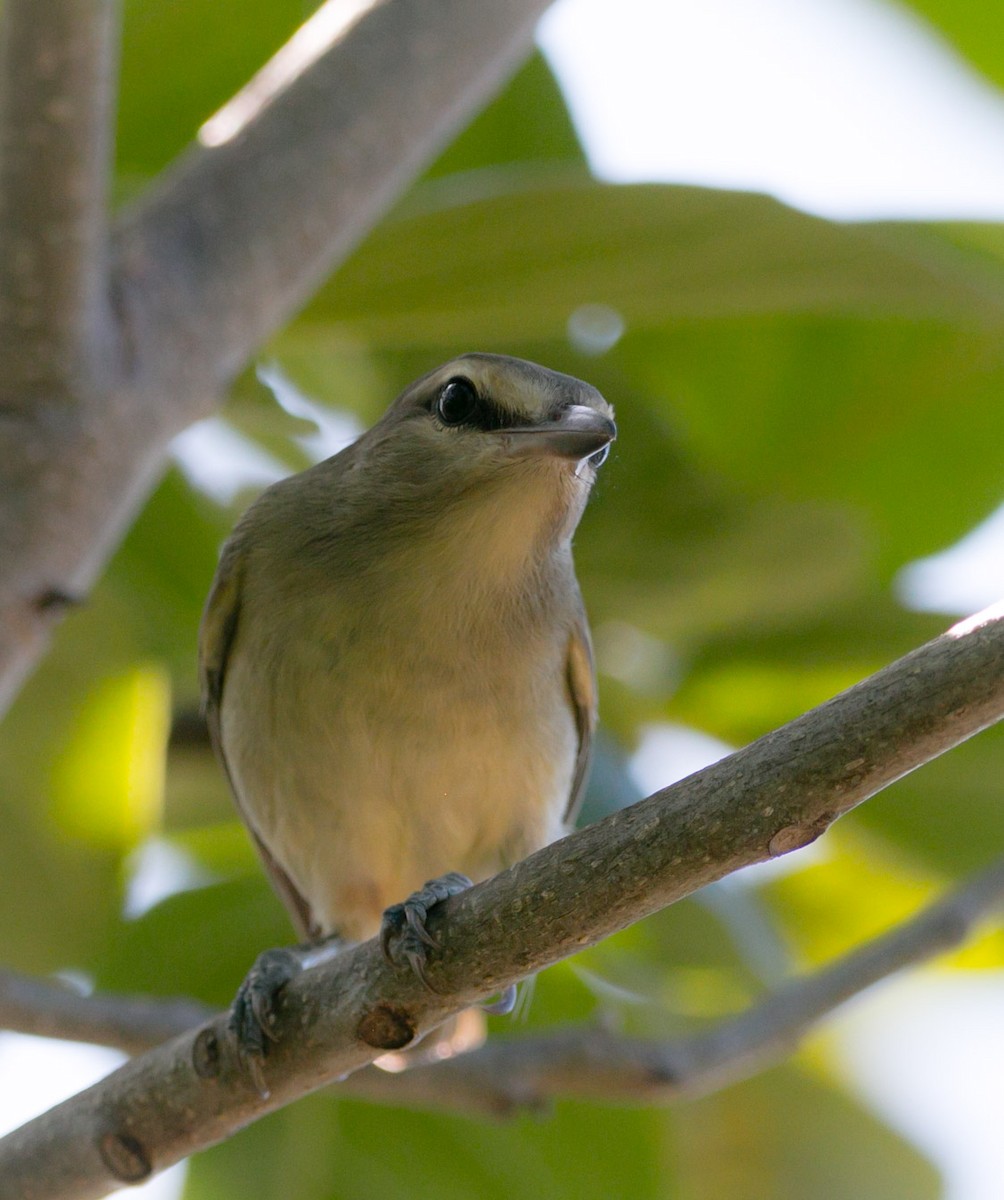 Yucatan Vireo - Isaias Morataya