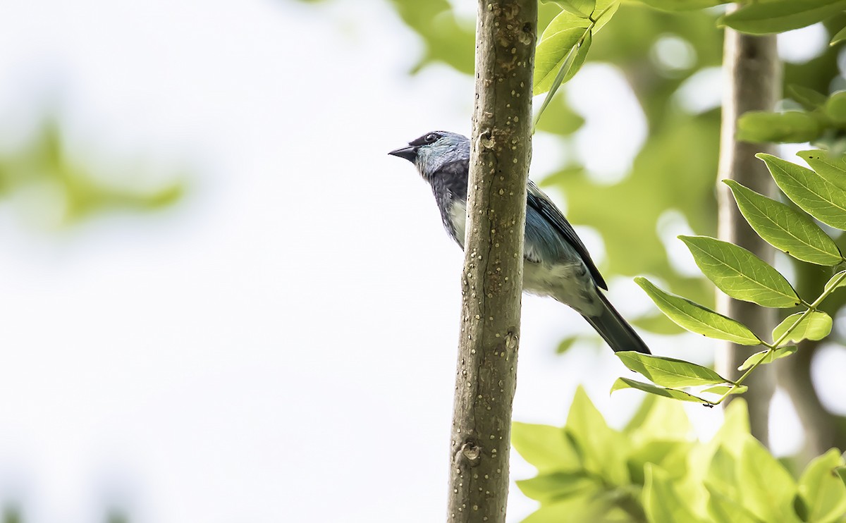 Masked Tanager - Andrés Posada