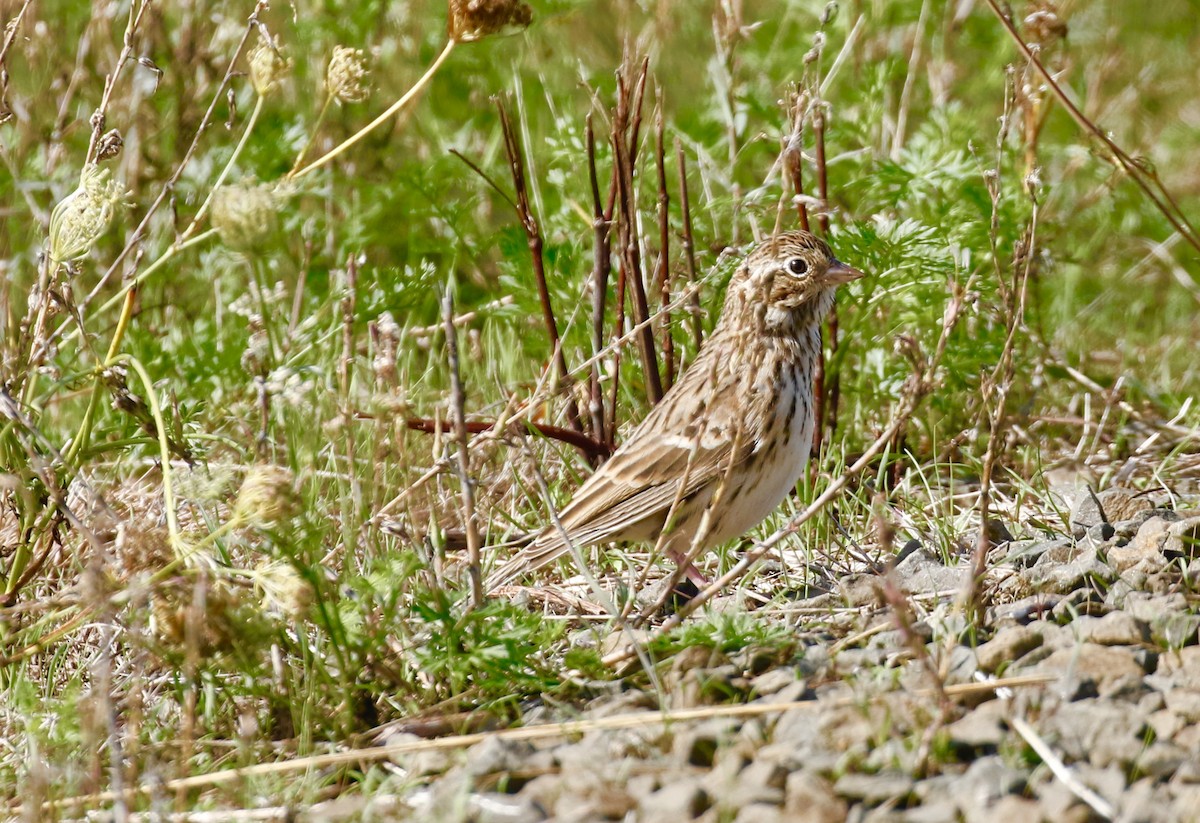 Vesper Sparrow - Randall Sinnott