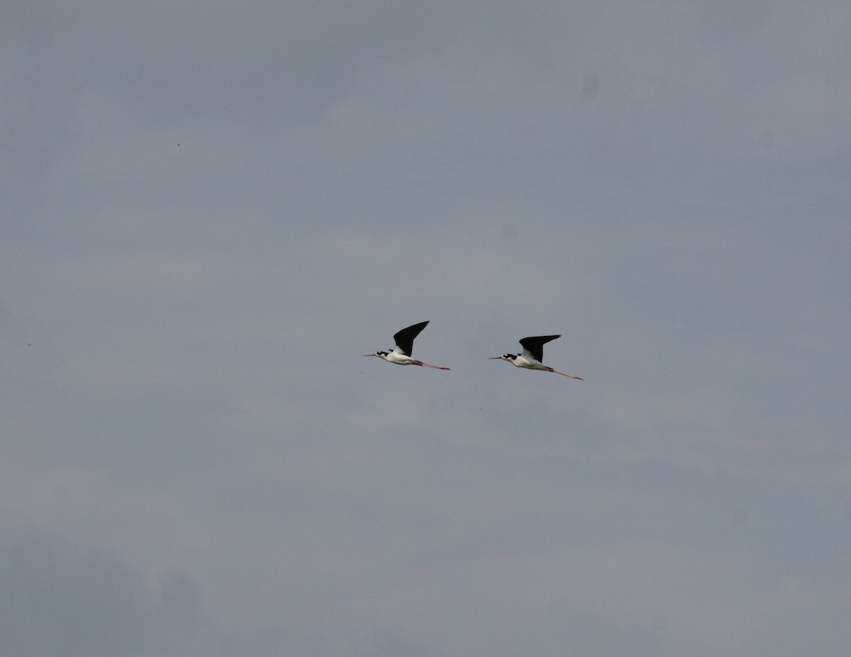 Black-necked Stilt - Susan Zelek