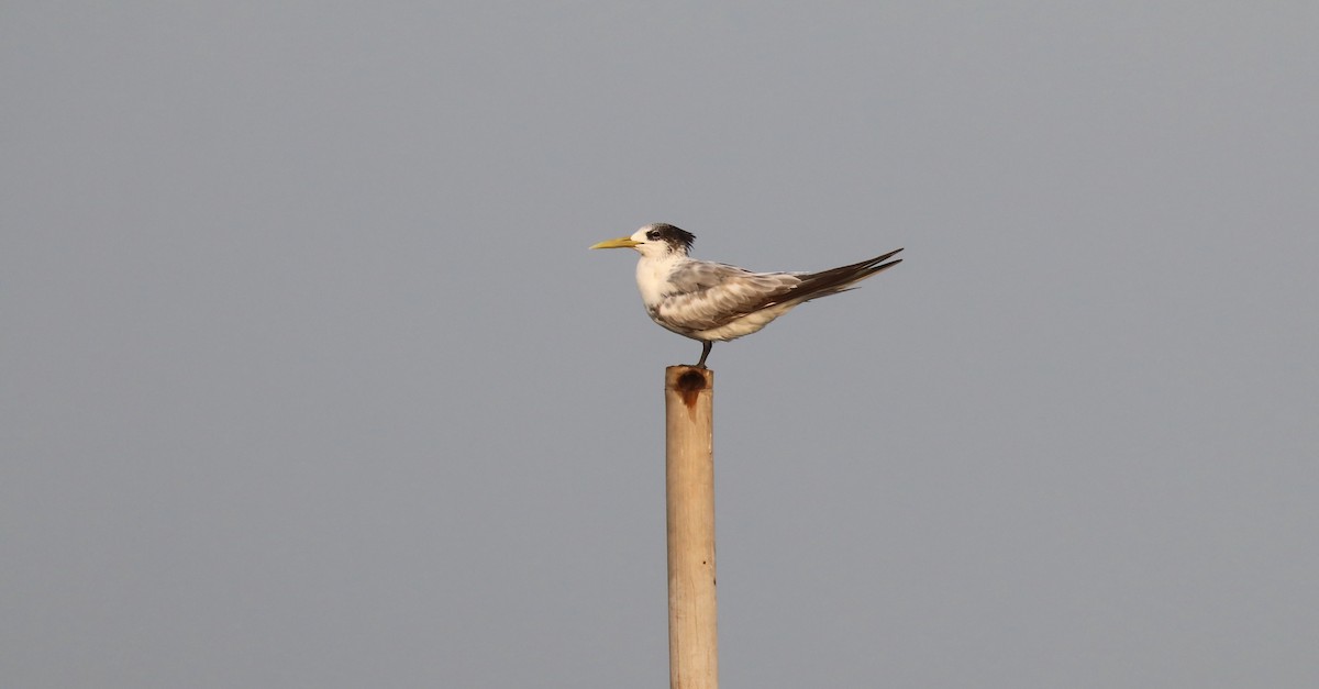 Great Crested Tern - Edmond Sham