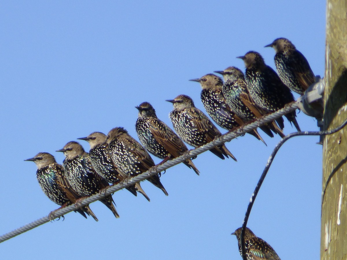 European Starling - ML178683171