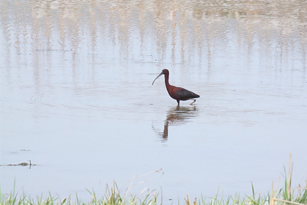 ibis hnědý - ML178684351