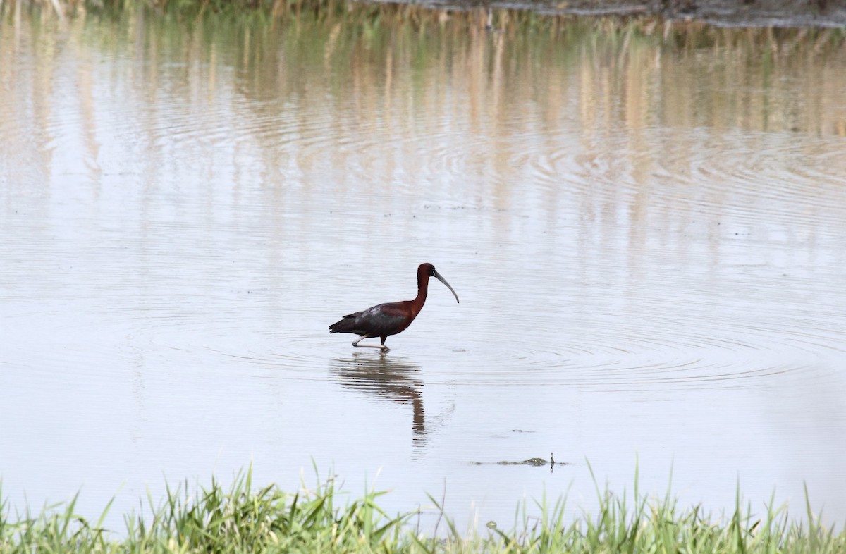 ibis hnědý - ML178684361