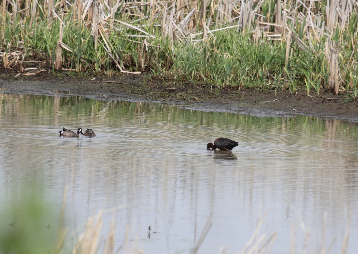 Glossy Ibis - ML178684371