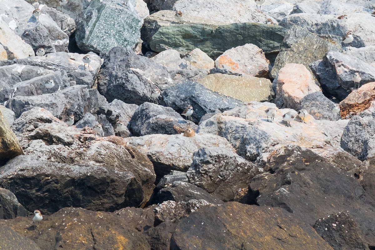Oriental Plover - Sutanan Pinmaneenopparat