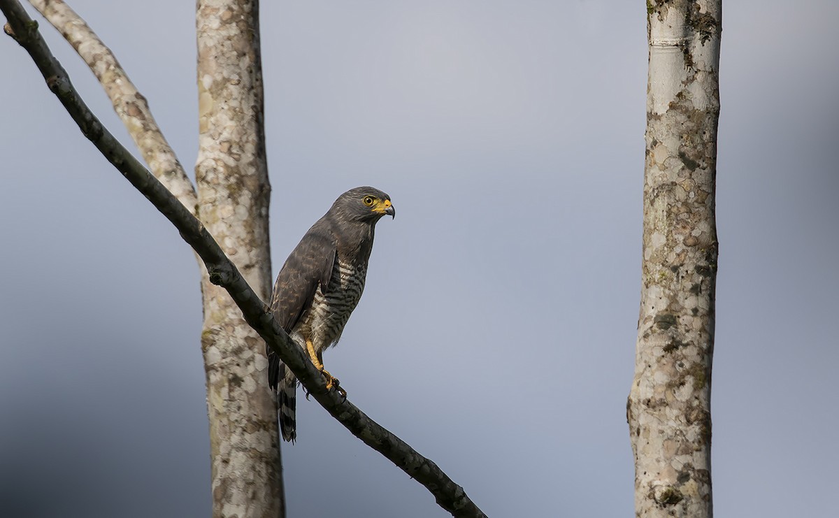 Wegebussard - ML178685091