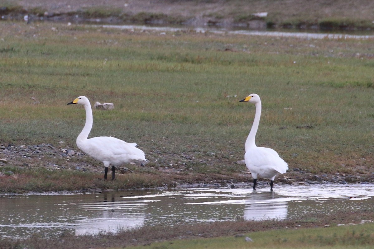 Whooper Swan - ML178685681