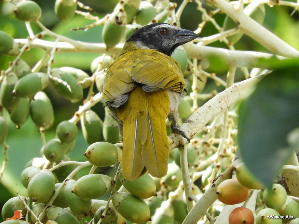 Black-headed Saltator - Vinicio Alba