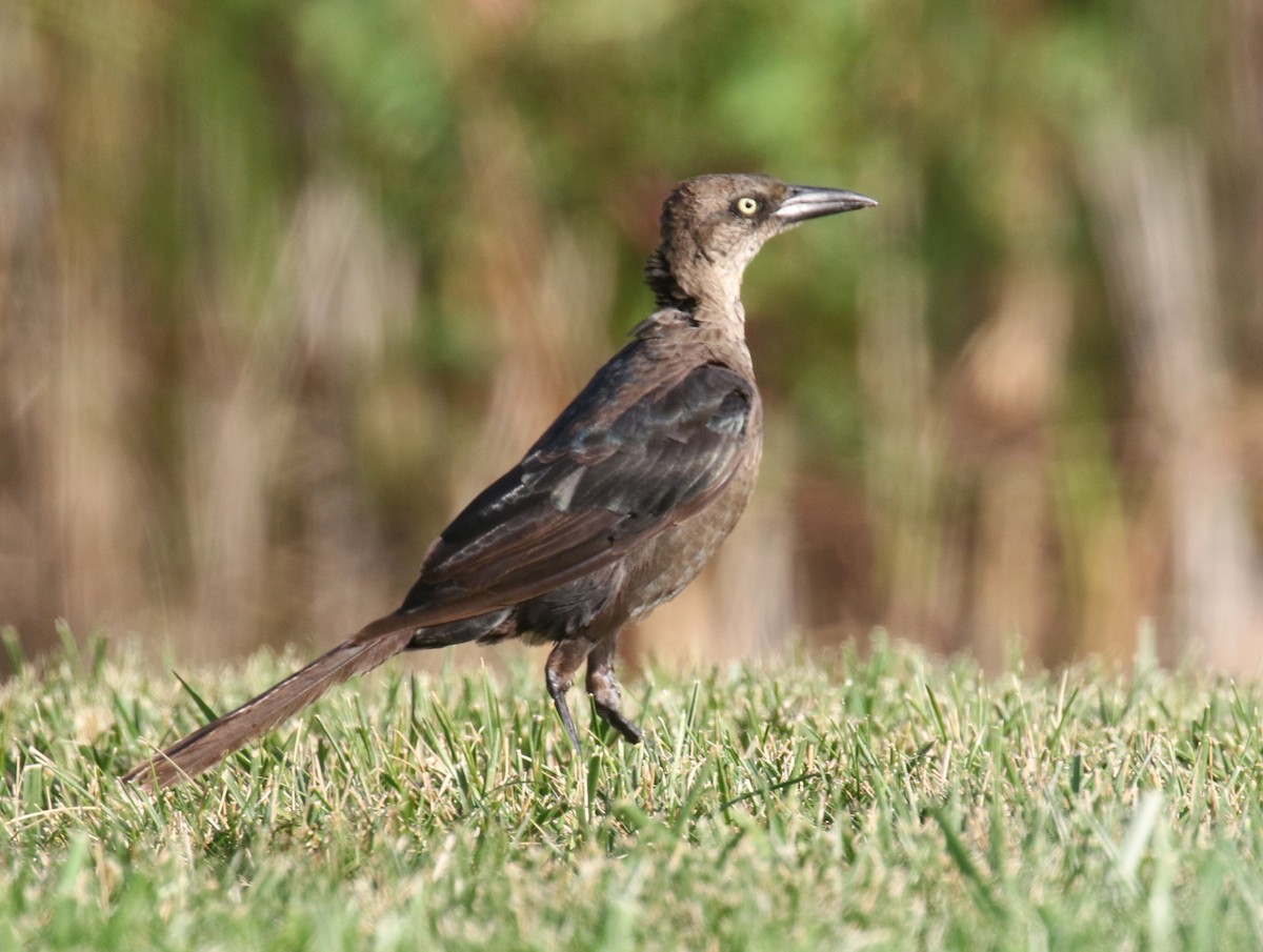 Great-tailed Grackle - ML178686081