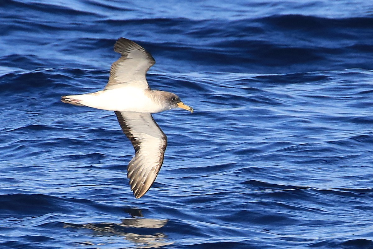 Cory's Shearwater - ML178686411