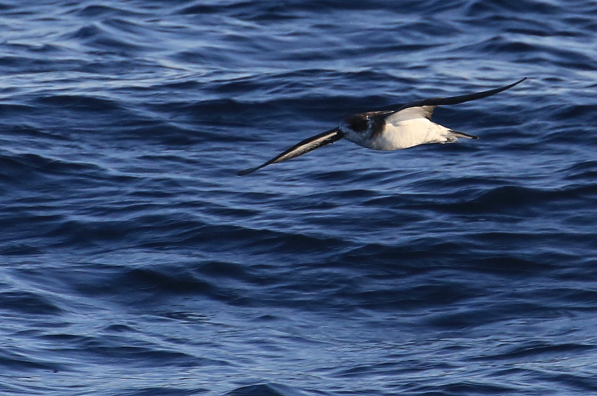 Bermuda Petrel - ML178687201