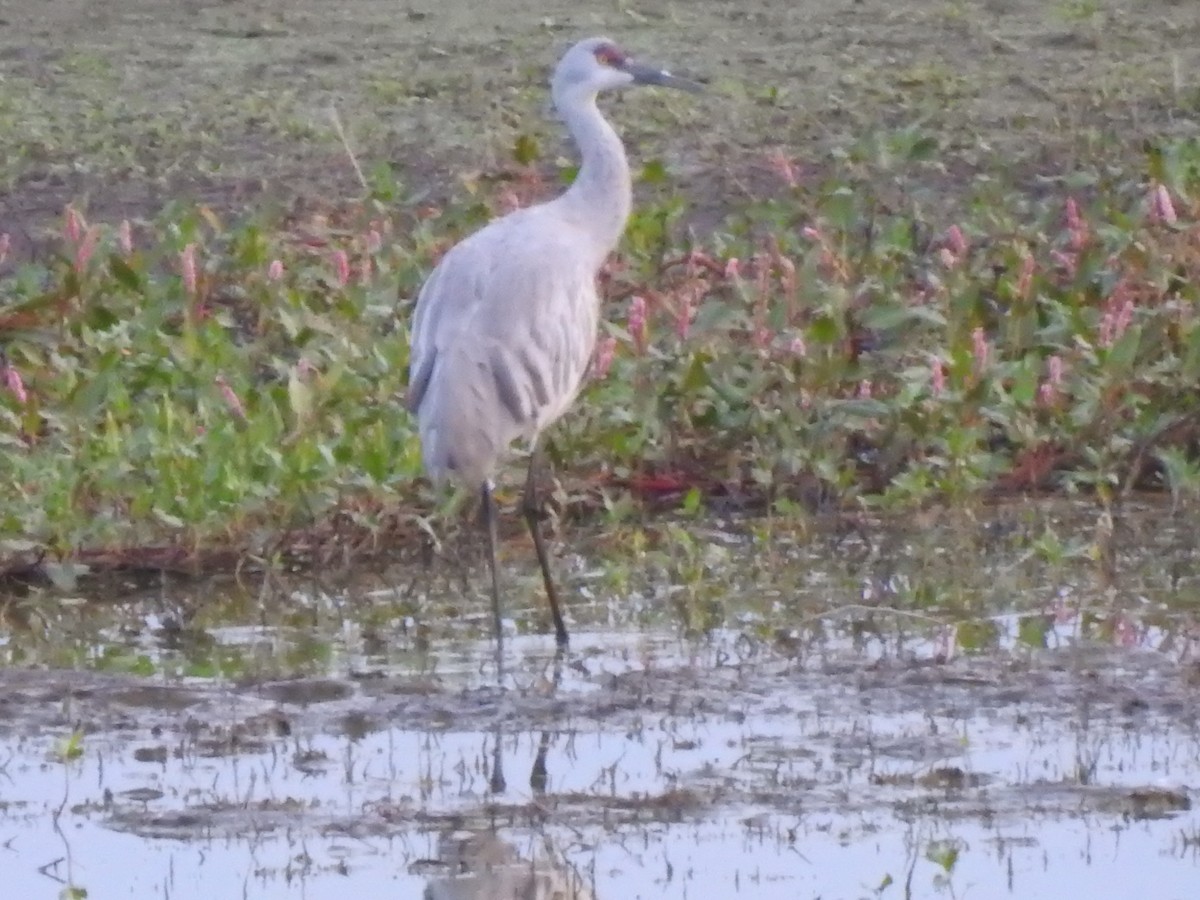 Sandhill Crane - ML178687371