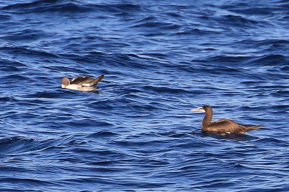 Brown Booby - ML178687631