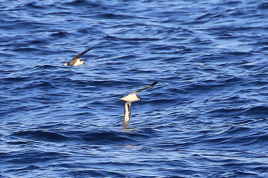 Bermuda Petrel - ML178688021