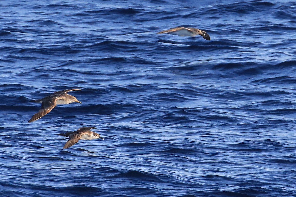 Cory's Shearwater - ML178688381