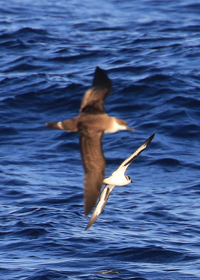 Bermuda Petrel - ML178688471