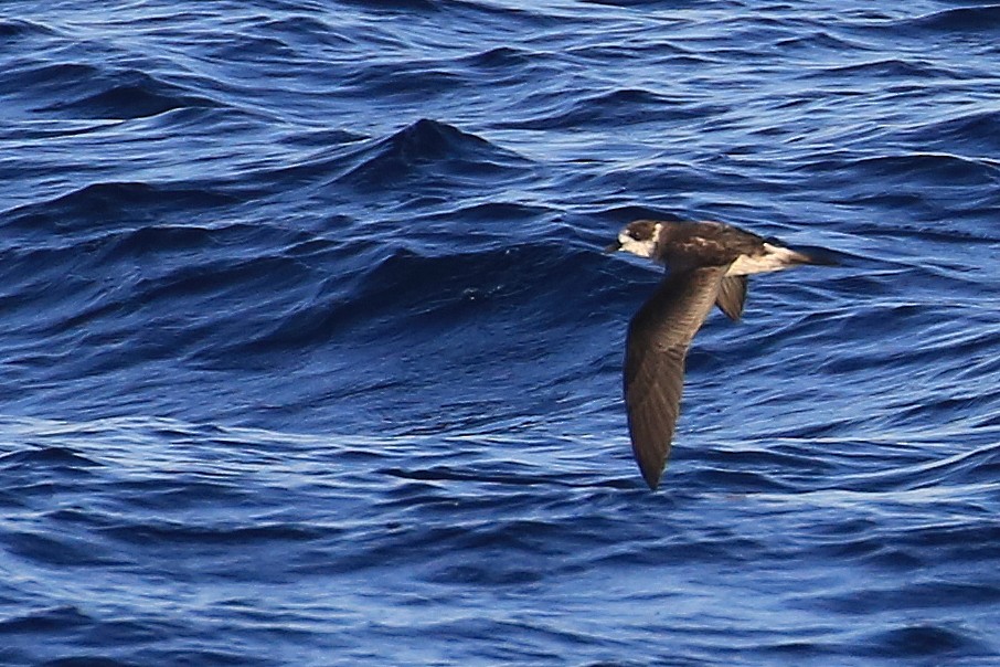 Bermuda Petrel - ML178688731