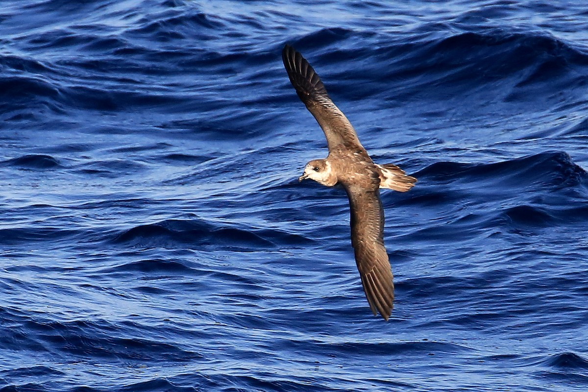 Bermuda Petrel - ML178688881