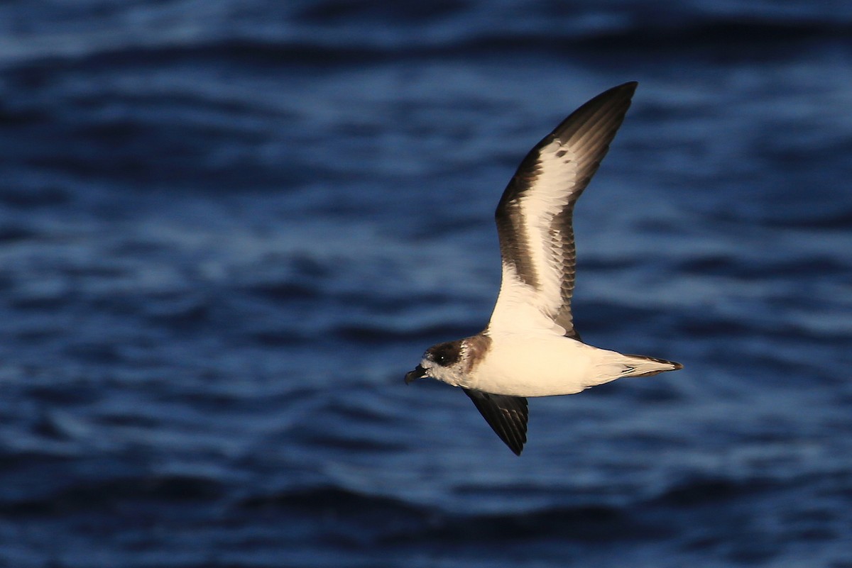 Bermuda Petrel - Tim Lenz