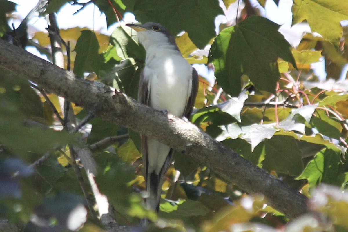 Yellow-billed Cuckoo - Liam Norton