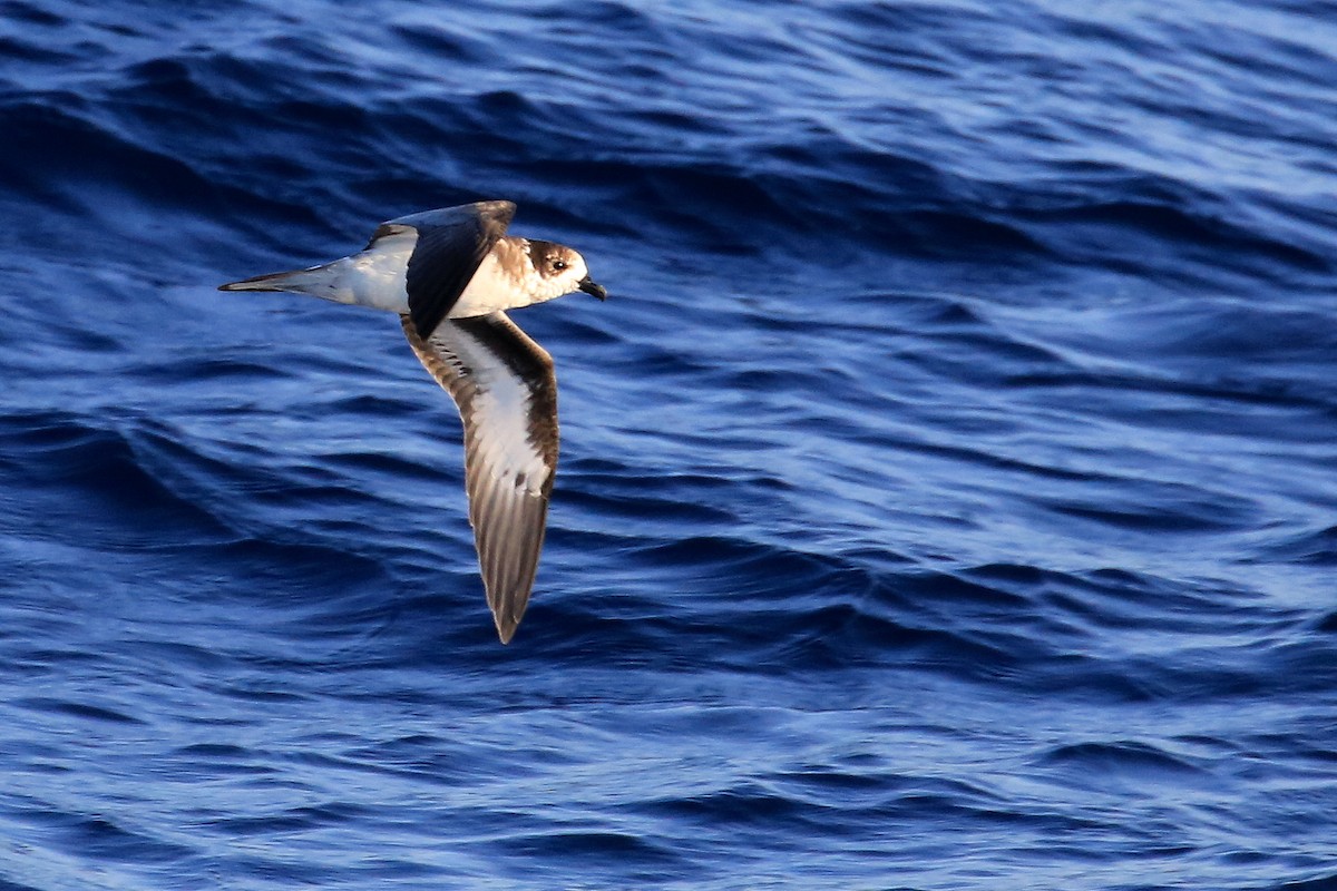 Bermuda Petrel - ML178689151