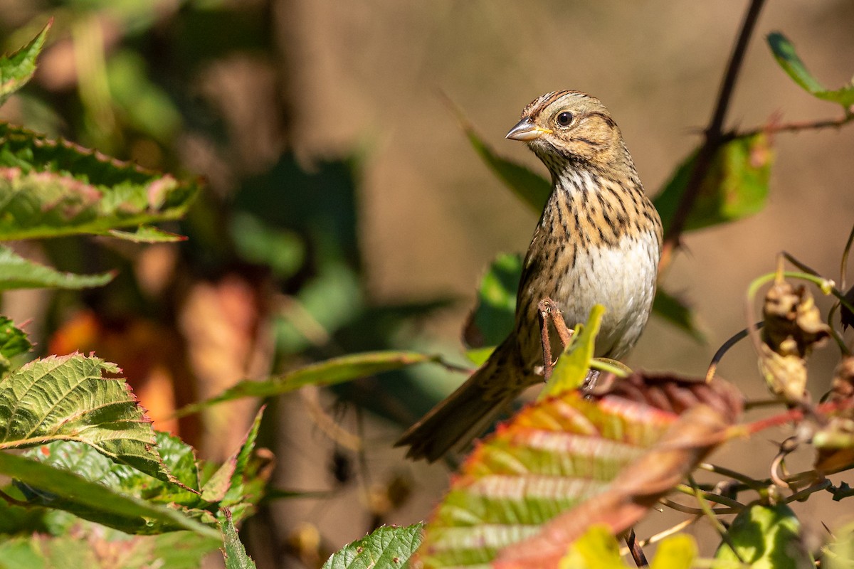 Lincoln's Sparrow - Brad Imhoff