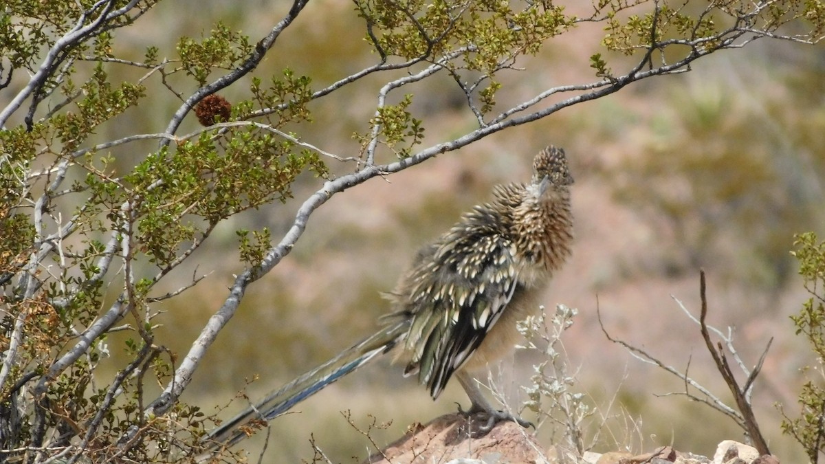 Greater Roadrunner - ML178693371