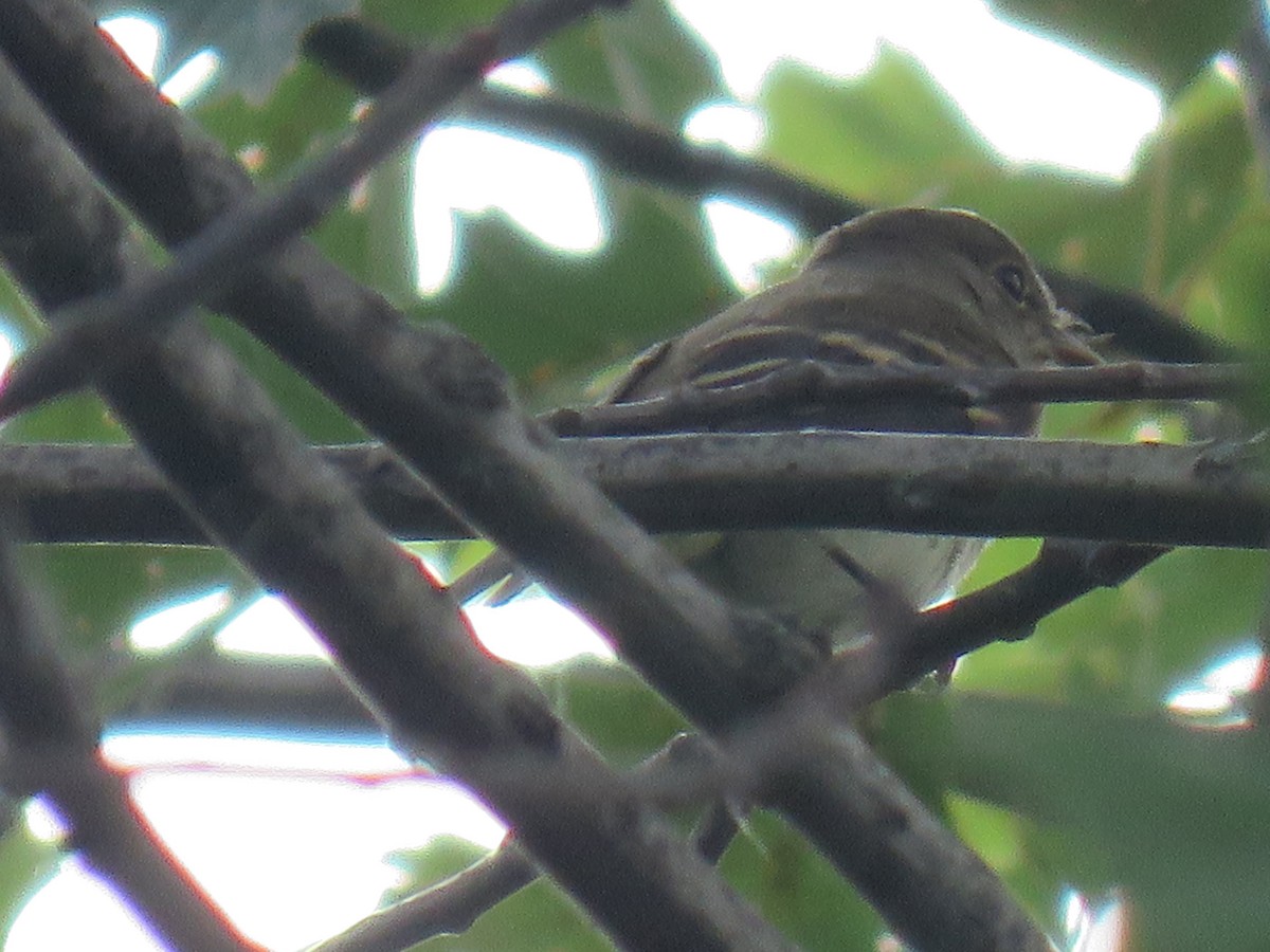 Least Flycatcher - ML178693981