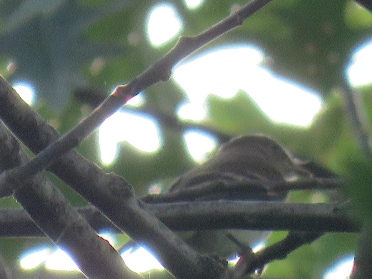 Least Flycatcher - ML178693991