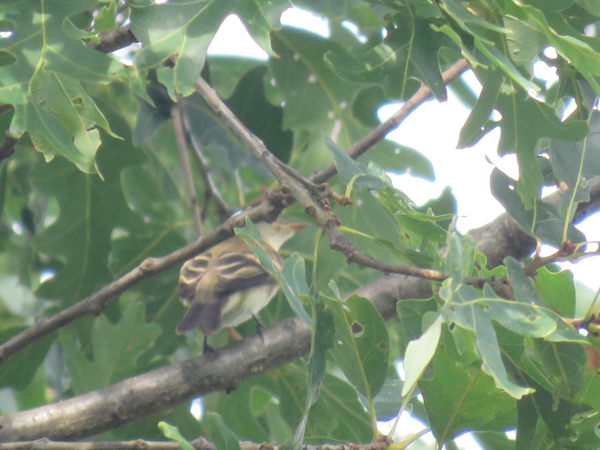 Least Flycatcher - ML178694011