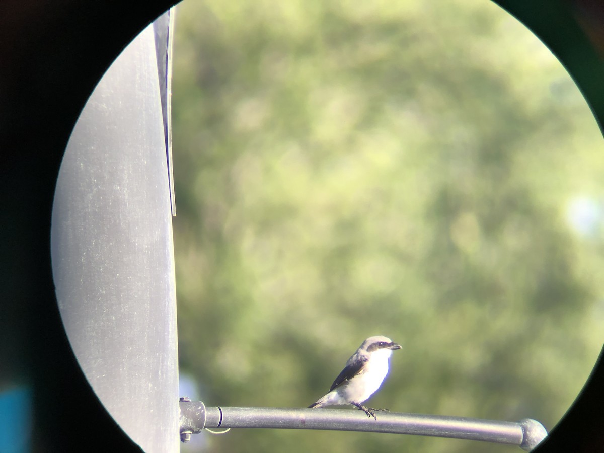 Loggerhead Shrike - ML178694521