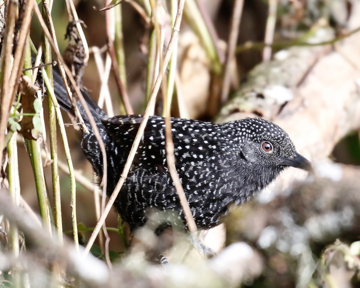 Large-tailed Antshrike - ML178694761