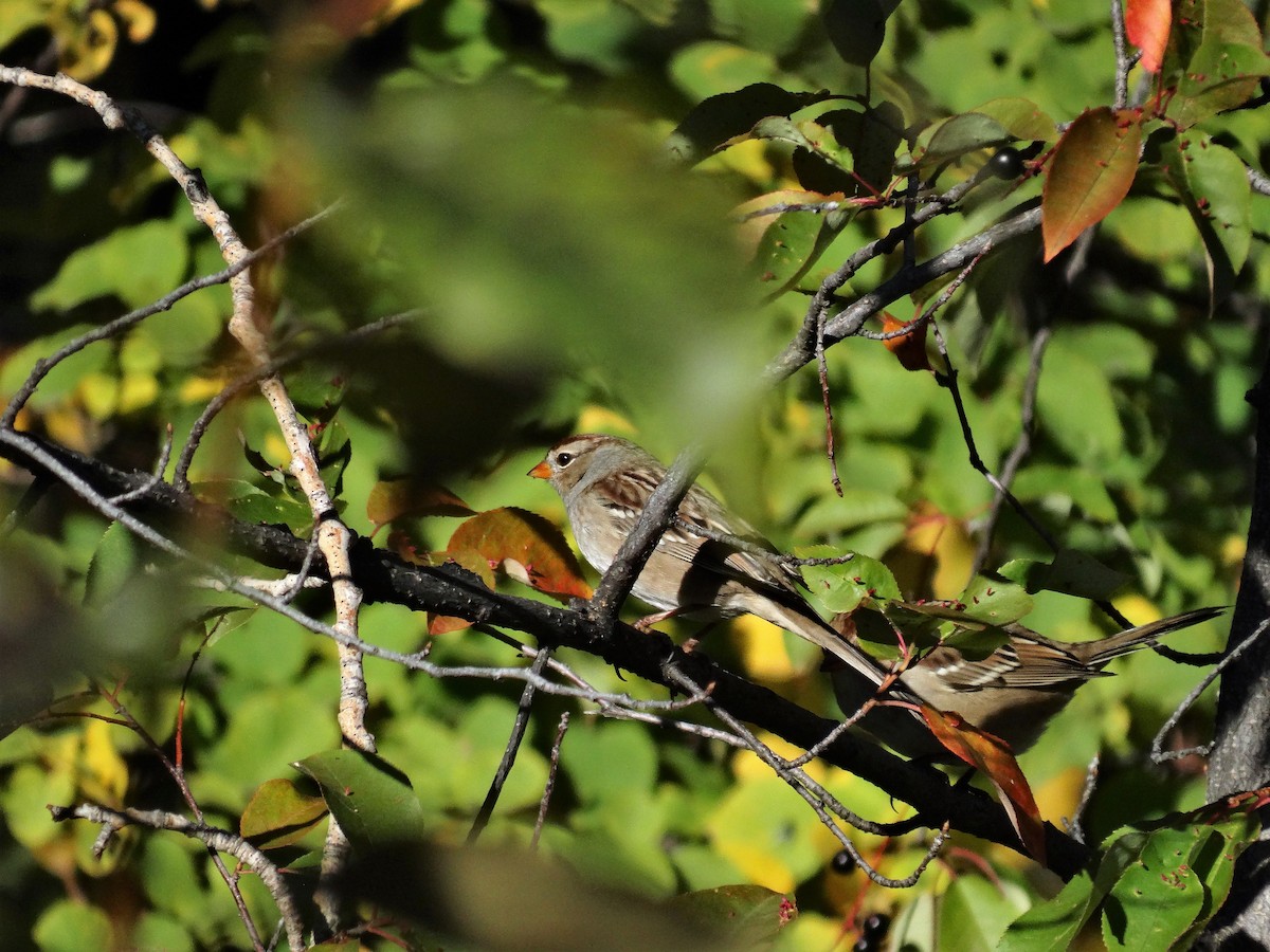White-crowned Sparrow - ML178695961