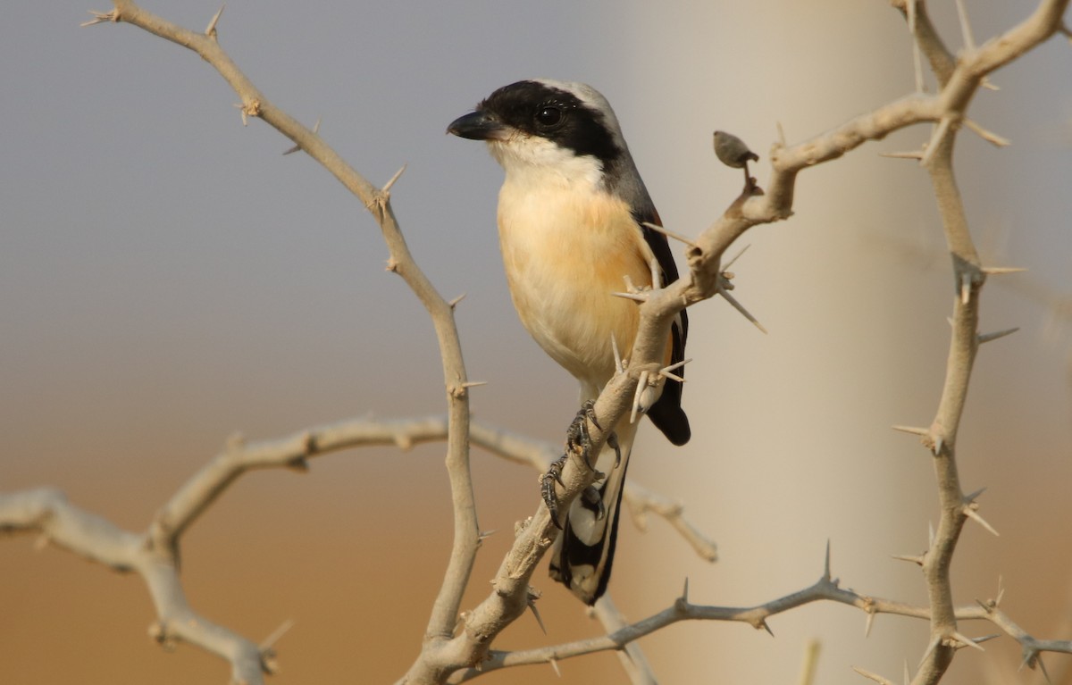 Bay-backed Shrike - ML178696511