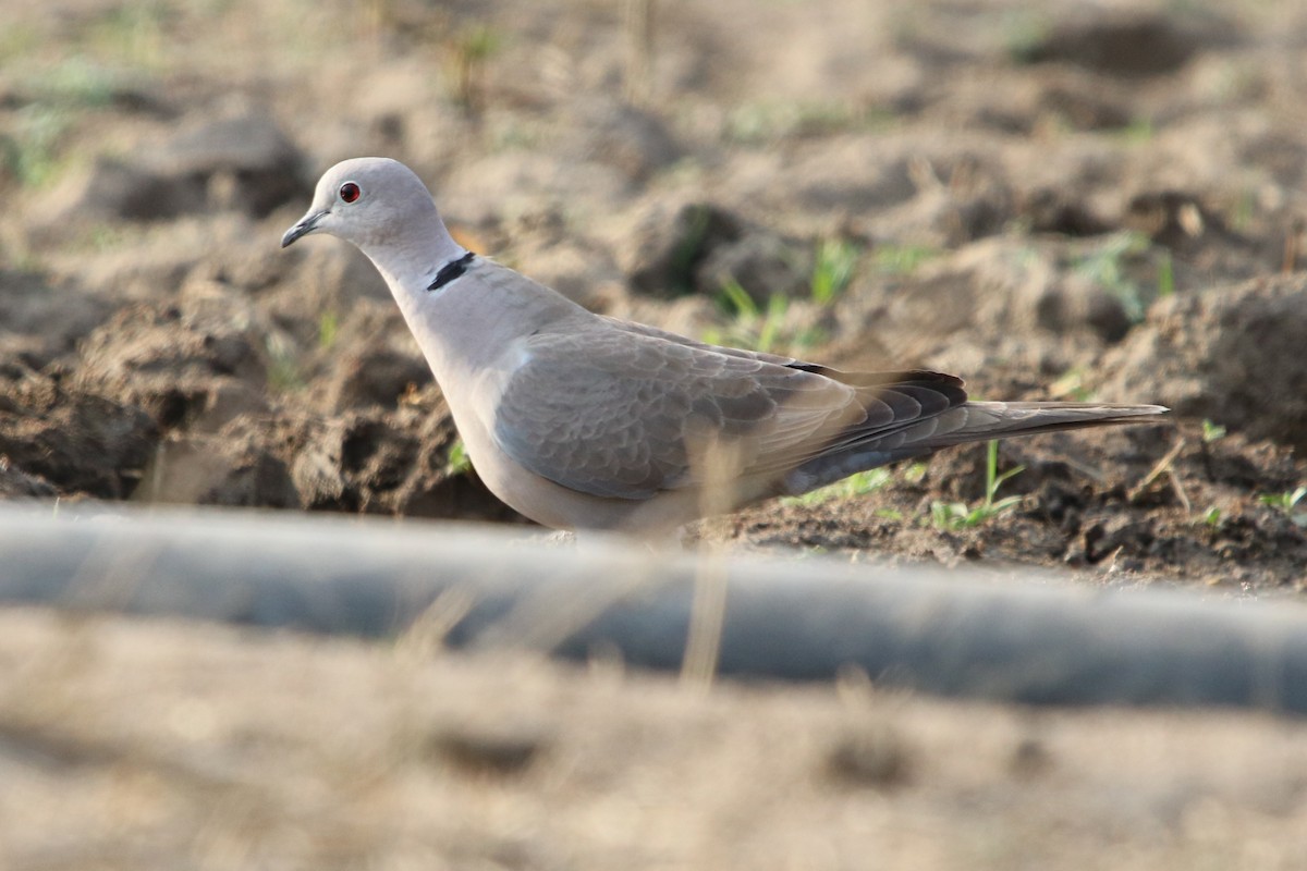 Eurasian Collared-Dove - Bhaarat Vyas