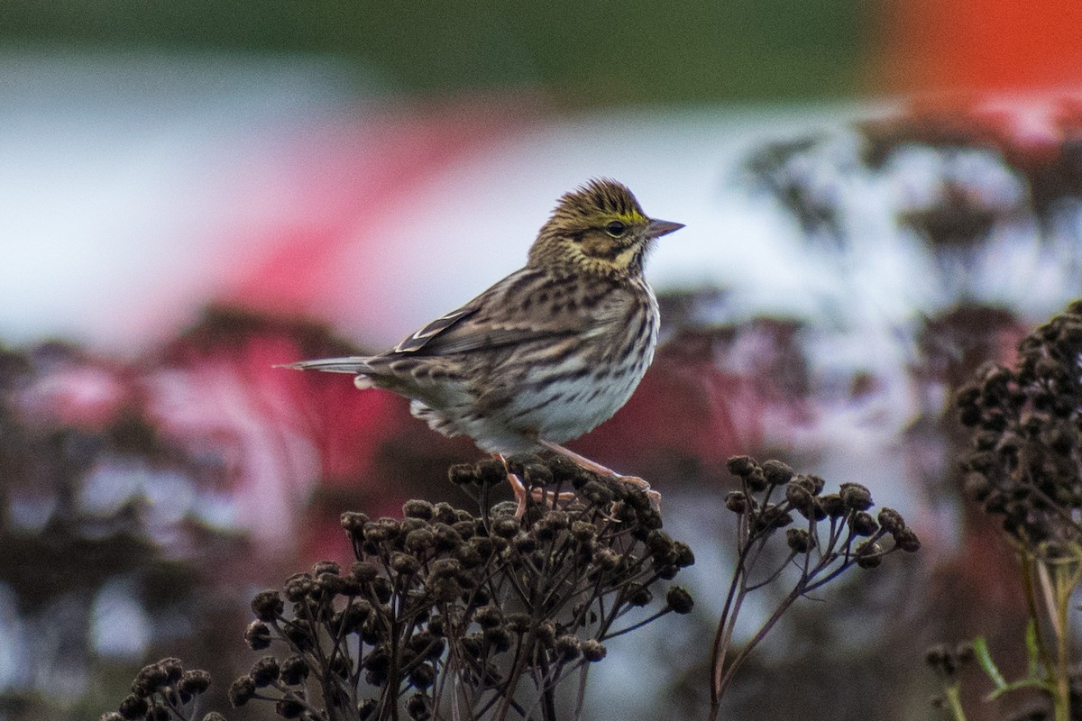 Savannah Sparrow - ML178698771