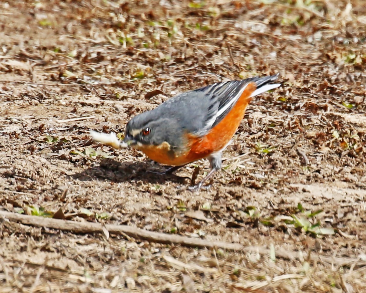 Buff-throated Warbling Finch - ML178699481