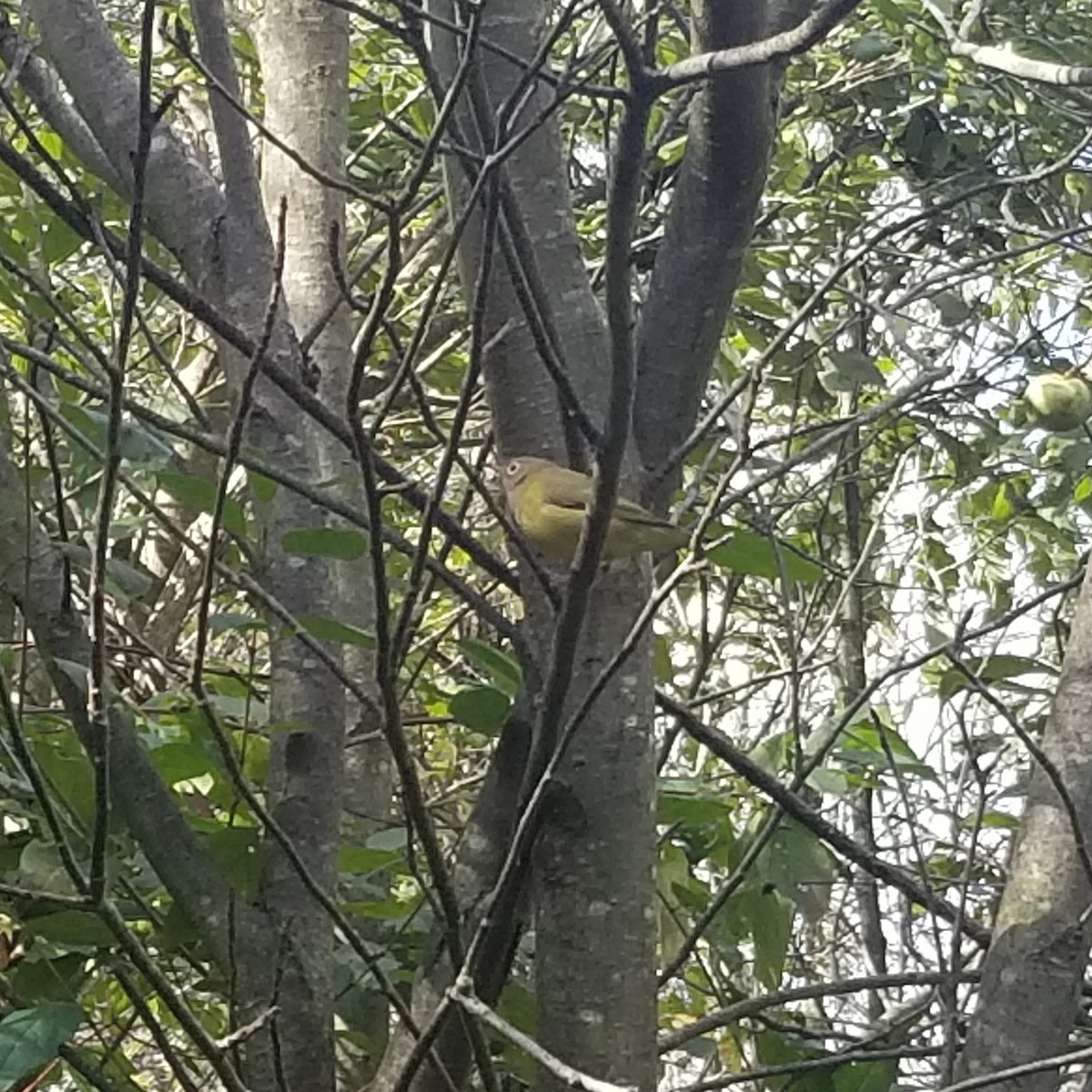 Connecticut Warbler - Tom Kerr