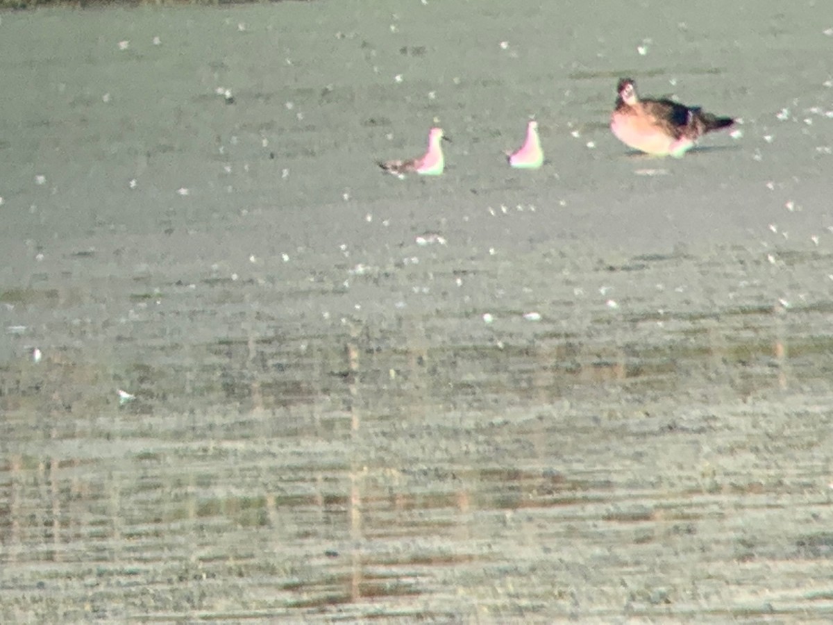 gulbeinsnipe - ML178700481