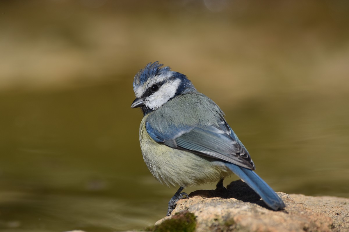 Mésange bleue - ML178701051