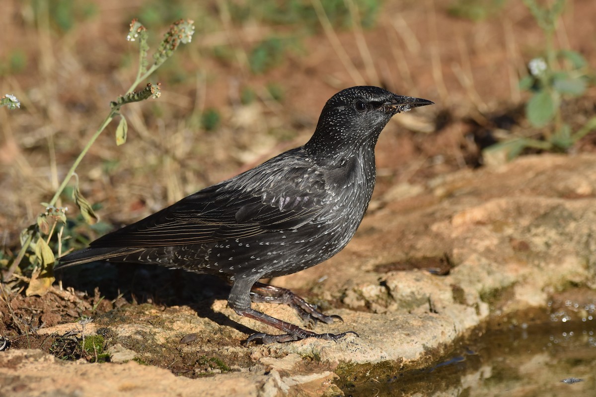 Spotless Starling - ML178701151