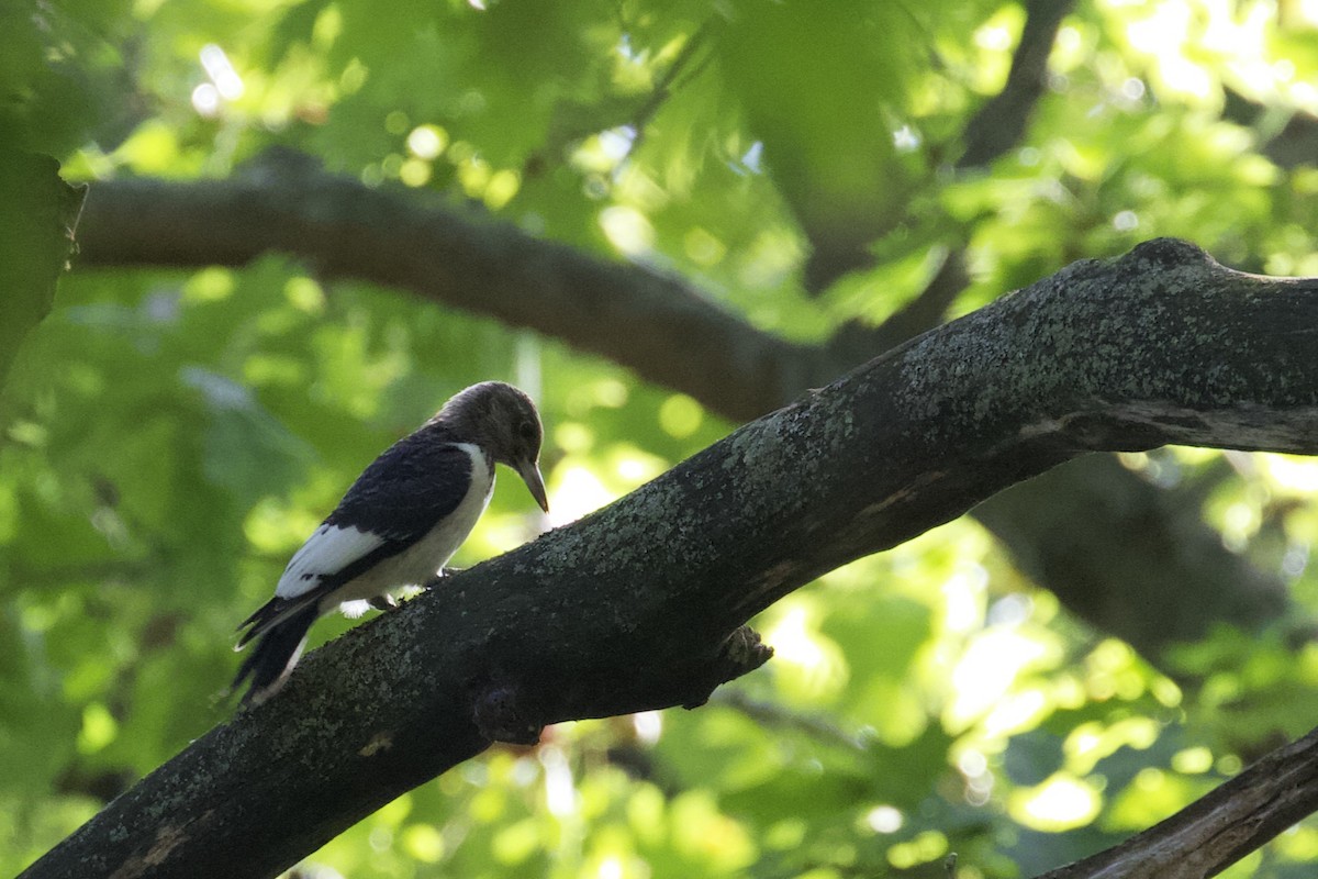 Red-headed Woodpecker - ML178704171